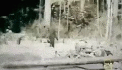 gallery/bigfoot gif