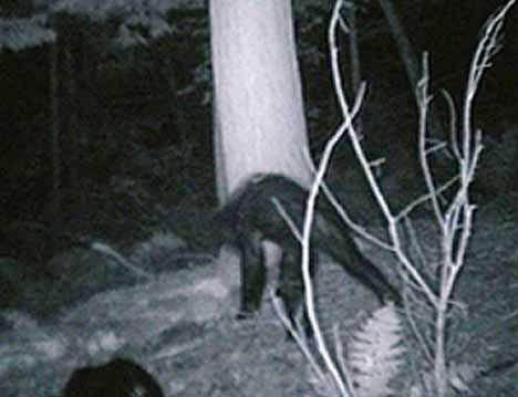 gamecam bigfoot image