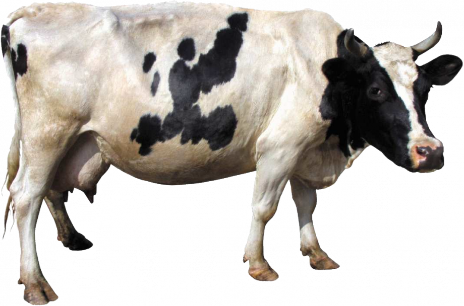 gallery/cow_
