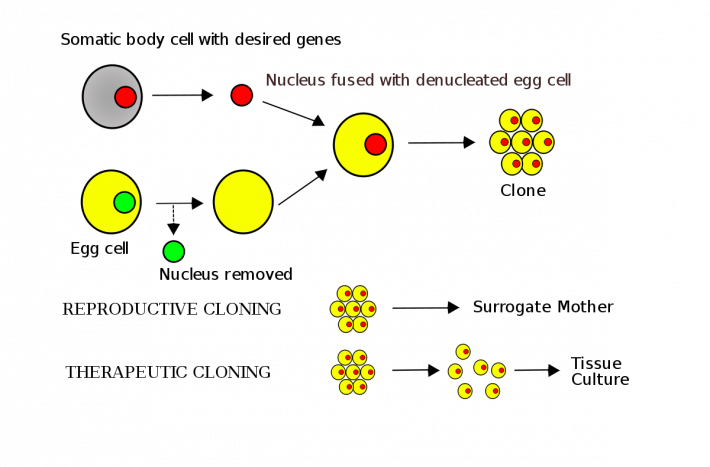 gallery/cloning_diagram_