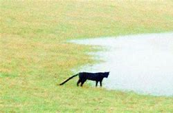 gallery/beast of bodmin